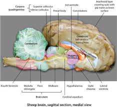 Sheep Brain Sagittal Section Medial View Brain Anatomy Sheep Brain