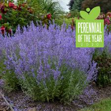 See more ideas about drought tolerant perennials, perennials, plants. Award Winning Perennials For Mn Gardeners In 2020
