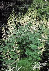 Image result for Macleaya