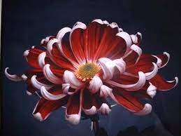 Chrysanthemum Pictures Pics Images And Photos For Inspiration Crysanthemum Flower Flower Art Japanese Flowers
