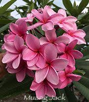 Plumeria Muang Jack Aka Purple 1 Purple Queen Jack S Purple Purple Jack Violet Princess Purple Princess Jack S Purple Frangipani Plumeria Flowers
