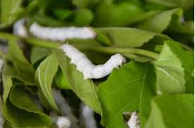 蚕乡月令｜蚕宝宝等你领回家!和孩子一起探索生命的意义,记录它们的成长故事!-中国丝绸博物馆