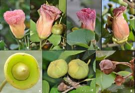 Image result for Thespesia populneoides