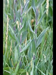 Image result for Turritis glabra