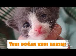 Yavru Kedilerde Cis Ve Kaka Youtube