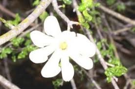 Image result for Brachystegia allenii × boehmii