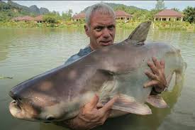 Sebagai rumah untuk beragam mahluk flora dan fauna, laut sering memberikan banyak pemandangan yang mencengangkan. 5 Fakta Patin Raksasa Mekong Ikan Air Tawar Terbesar Di Dunia