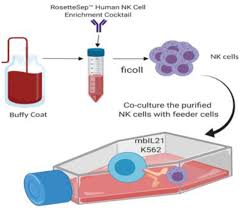 Check spelling or type a new query. Highly Efficient Site Directed Gene Insertion In Primary Human Natural Killer Cells Using Homologous Recombination And Crispaint Delivered By Aav Biorxiv