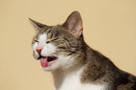 Expression Des Yeux Des Oreilles De La Queue Du Chat Wikichat