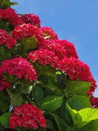 Image result for Ozoroa macrophylla