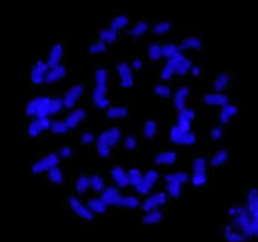 Image result for Aeschynomene cristata