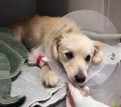 The alaska spca was founded more than three decades ago with the belief that animals, as living creatures, are entitled to basic rights to their care as a result, the organization has been involved in helping to alleviate animal suffering throughout the state of alaska. Our Blog Page 7 Of 24 Petfinder Foundation