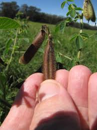 Image result for Crotalaria incompta