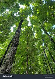 Image result for Tectona grandis