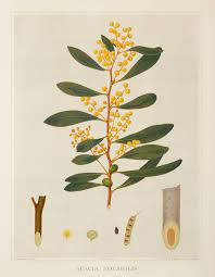Acacia Notabilis Mallee Golden Wattle Antique Print Map Room Flower Drawing Botanical Drawings Australian Native Flowers