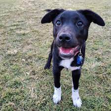 The Borador Border Collie Lab Mix Crossbreed Of America S Two Most Beloved Dogs Animalso