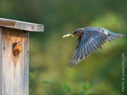 Nestwatch Right Bird House