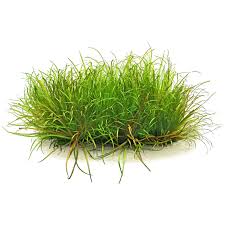 Image result for Blyxa