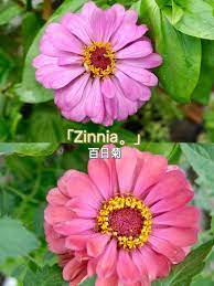 🌼重瓣之美｜Zinnia 百日菊| 晒晒圈家居厨卫精选