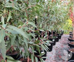 Image result for Eucalyptus citriodora