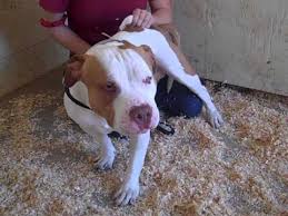 Ebay is here for you with money back guarantee and easy return. A4595232 Scooby Staffordshire Terrier Bulldog Mix Youtube