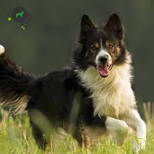Sindrome De Neutrofilo Preso Tns Border Collie Genimal