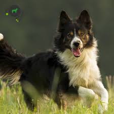 Though he is new in the music scene, the young talent has started making waves. Tns Trapped Neutrophil Syndrome Border Collie Genimal