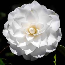 White By The Gate Camellia Camellia Plant Plant Sale Plants