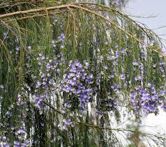 Image result for Psoralea arborea