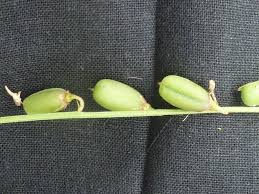 Image result for Crotalaria distans