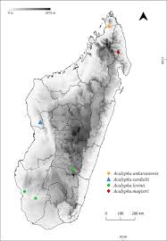 Image result for Paranecepsia alchorneifolia