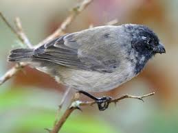 Image result for Menisorus pauciflorus