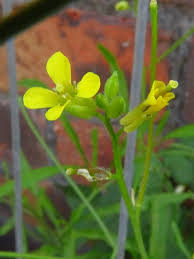 Image result for Sisymbrium orientale