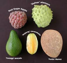 The following is a list of the tropical fruit trees we stock. Tropical Fruit Gardening Solutions University Of Florida Institute Of Food And Agricultural Sciences