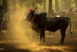 jallikattu wallpapers hd jallikattu kaalai 1024x697 wallpaper teahub io jallikattu wallpapers hd jallikattu