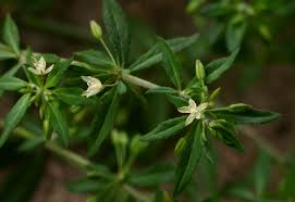 Image result for Glinus