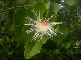 Image result for Sonneratia