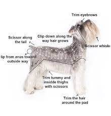 Hair Clippers Set Professional Schnauzer Grooming Dog Grooming Clippers Dog Grooming Styles
