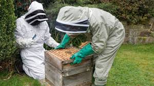 Il est possible d'avoir une ruche dans son jardin mais quelques conditions sont à respecter. Si Vous Voulez Installer Une Ruche Au Fond De Votre Jardin Voila Ce Que Ca Vous Coutera Le Huffington Post Life