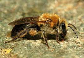Check spelling or type a new query. How To Safely Get Rid Of Bees And When You Shouldn T