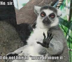 Lemur Doesn T Want To Move It Funny Animal Photos Funny Animal Pictures Funny Pictures