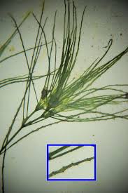 Image result for Najas horrida