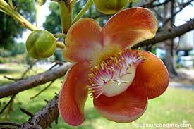 That's due to the impressive fact that this particular species of plant typically attains heights equaling around 110 ft (35 m). Sal Mal Cannonball Tree Flowers Linky Leisure And Me