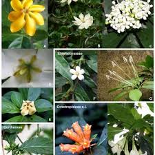 Image result for Hyperacanthus amoenus