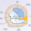 In malaysia, cochlear products are distributed by: 1