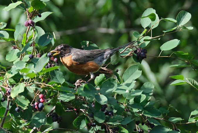 Wild Bird Wednesday – How To Eat a Serviceberry | Bird Brains & Dog Tales