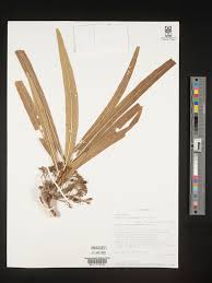 Image result for Pavetta crassipes