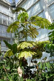 Image result for Musanga