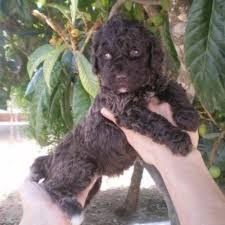 This product belongs to home , and you can find similar products at all categories , home & garden , pet products , dog feeding. Elindalo Spanish Water Dog Spanish Water Dog Breeder In New York New York