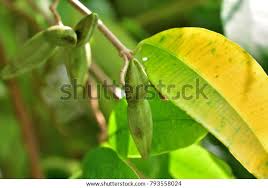 Image result for Cryptolepis oblongifolia